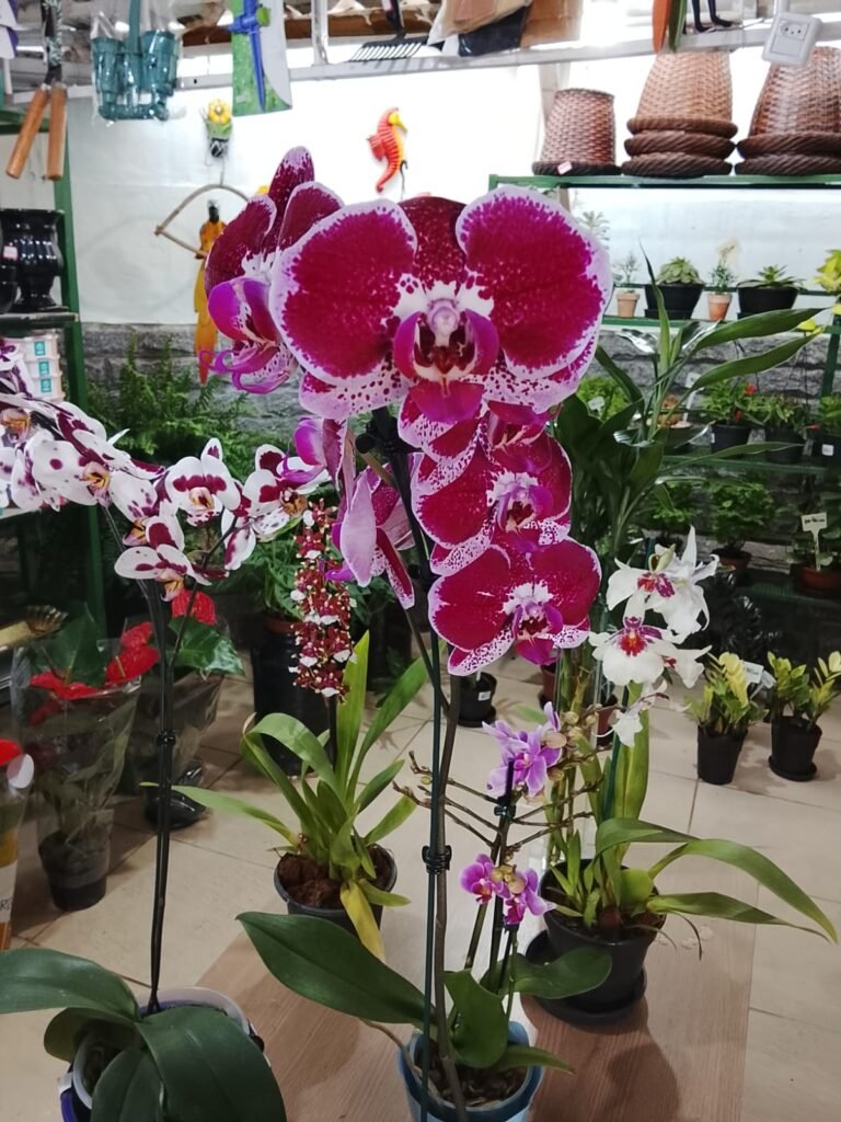 Flores e Decorações